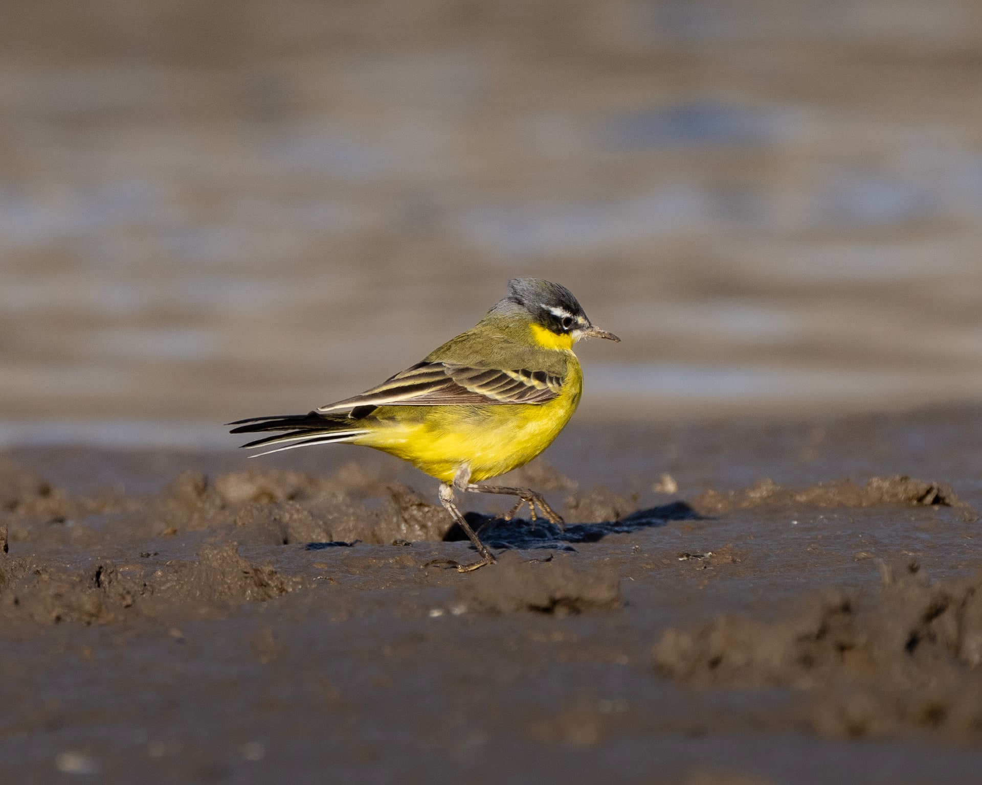 Yellow Wagtail